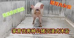 基因金库，一胎致富--家育种猪，让每窝仔猪都是MVP!