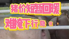 4月3日生猪价格：短期上涨或只是表象，未来仍有下跌隐患？