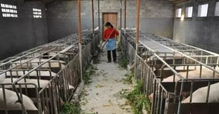 猪场排污沟成了传染病源的保护地，该如何解决？