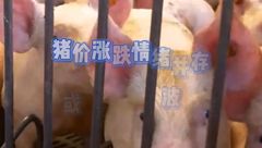 4月6日生猪价格：涨跌情绪并存，近期猪价或维持窄幅波动走势？