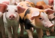 三疫共鉴！PRRSV、PEDV和Mhp不同感染状态带来的断奶仔猪损失