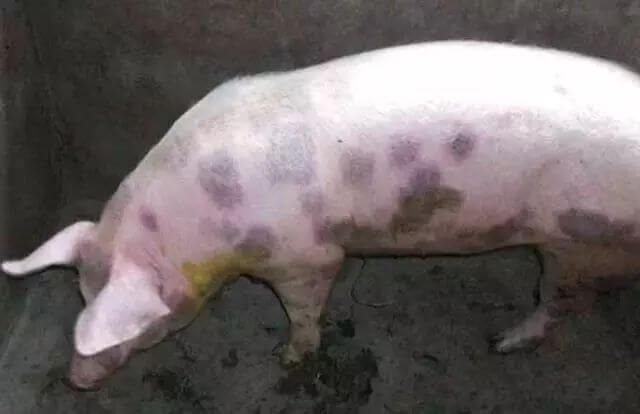 简单！猪丹毒临诊症状及治疗方案