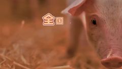 4月5日生猪价格：节日效应持续，全国猪价涨不及跌，后市支撑仍然不足