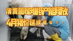 14家上市猪企最新生猪生产成本一览，一季度能否全面延续盈利？