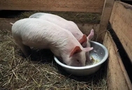 实用！发酵蛋白饲料对生长育肥猪生产性能和猪肉品质的影响