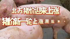 4月11日生猪价格：二育支撑北方大场标猪上涨，猪价能否掀起新一轮上涨潮？