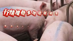 4月12日生猪价格：二育上猪有所增加，均价呈现上涨态势