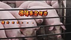 4月13日生猪价格：市场多空博弈，短期内猪价或将小幅震荡调整？