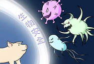 速查！15个漏洞，中小猪场防非关键