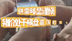 4月14日生猪价格：猪市供需谨慎，猪价或保持横盘震荡走向