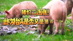 4月16日生猪价格：再次迎来全国上涨，本次上涨能否持续？