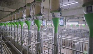 从欧洲到中国：批次化生产如何让养猪业“弯道超车”？