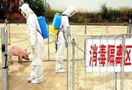 猪舍消毒新利器！复合中药消毒剂效果惊人