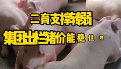4月18日生猪价格：二育支撑转弱，集团猪企恢复出栏，猪价重心偏弱运行！
