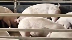 4月20日生猪价格：多地飘绿微跌，下跌地区较昨日增多，猪价有望冲破15元/公斤吗？