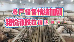 4月21日生猪价格：北跌南涨，猪价拉锯战不停休，部分地区养户的惜售情绪加重