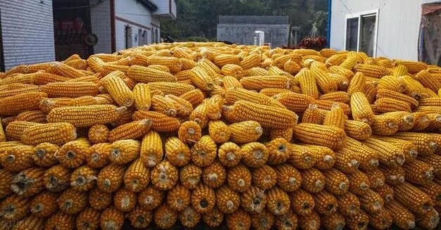 玉米