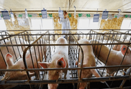 如何有效提高楼房养猪的生物安全防控能力？