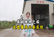 美丽猪场之旅 走近肇庆兴泰农牧