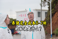 养猪成本6-7块的秘诀是什么？