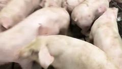 5月2日生猪价格：大场出栏减少，多地价格稳中上涨！