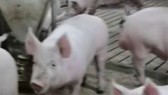 5月3日生猪价格：二次育肥带动有限，猪价持续震荡调整！