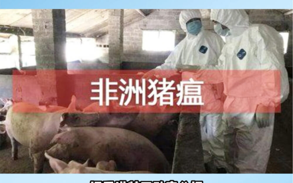 非洲猪瘟病毒蛋白的免疫逃逸机制与中药干预策略