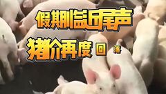 5月5日生猪价格：假期临近尾声，猪价短暂上涨后再度回落！