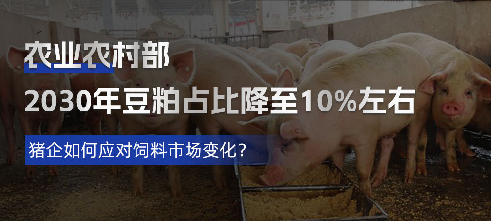 农业农村部：2030年豆粕占比降至10%左右，猪企如何应对饲料市场变化？