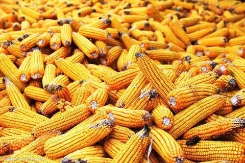基层余粮见底，玉米底部支撑趋强
