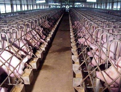 《养殖业节粮行动实施方案》解读！饲料粮减量替代、效率提升、绿色低碳成重点