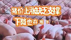 5月8日生猪价格：短期内还是稳定为主，中大猪出栏压力仍在