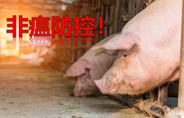 筑牢防线：非洲猪瘟防控技术要点解析