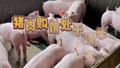 5月12日生猪价格：标猪价格基本维稳，南方上涨压力明显更大