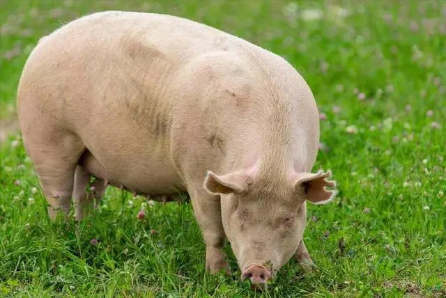 详细！母猪产后便秘的原因、预防措施和缓解方法