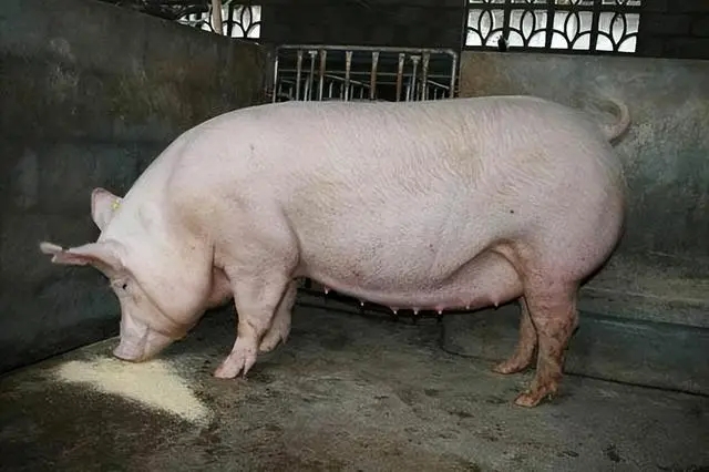 母猪不发情怎么办？母猪不发情的对策来了