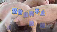 5月13日生猪价格：中大猪价格仍在下行，出栏压力还在持续