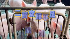 5月14日生猪价格：南北大场继续稳定，中大猪走货持续疲软