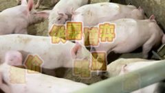 5月15日生猪价格：整体继续稳定，东北带头下跌，后市行情不容乐观？