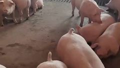 5月18日生猪价格：大部地区又开启飘绿下跌模式，猪价何时才能止跌上涨？