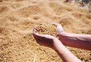 2025年5月中国大豆供需形势分析：进口量上调，播种面积也上涨