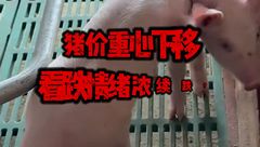 5月19日生猪价格：二育进场，猪价基本维稳！后市重心还将下移？