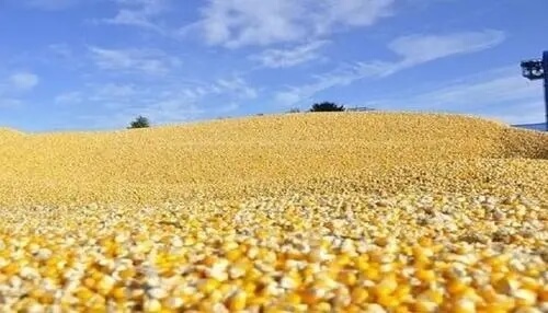 2025年玉米产业预测：中国玉米种植面积稳中有增