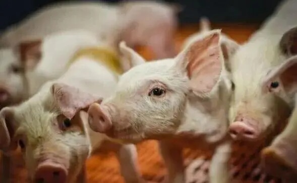 哺乳仔猪梭菌性腹泻，这样防控才有效！