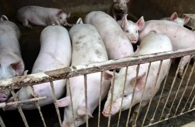 端午“止痛针”难救市，猪价还得跌？