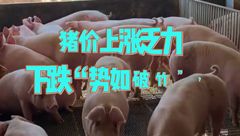 5月22日生猪价格：市场情绪持续走弱，局地跌幅有所加大