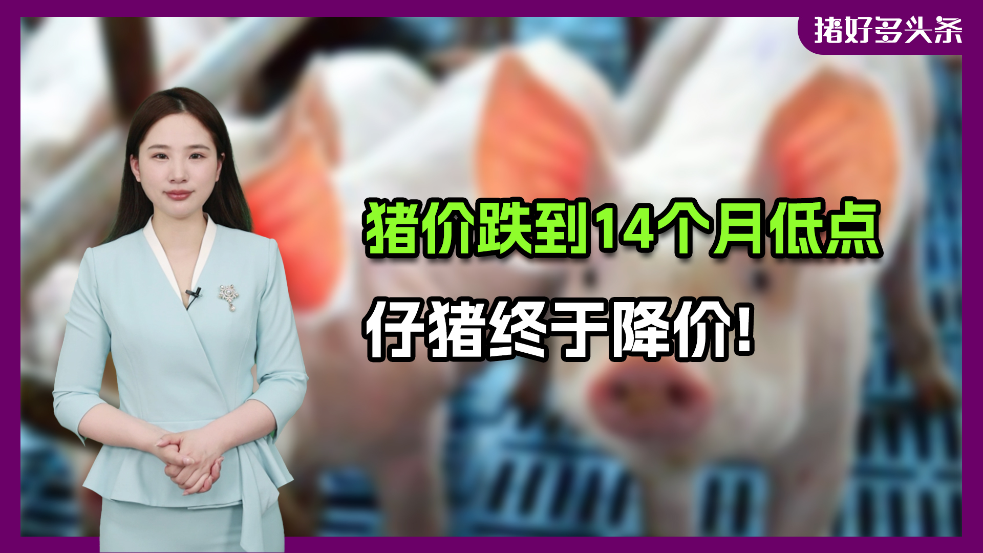 仔猪止步10周连涨！猪价跌到谷底后，产能去化终将加速？