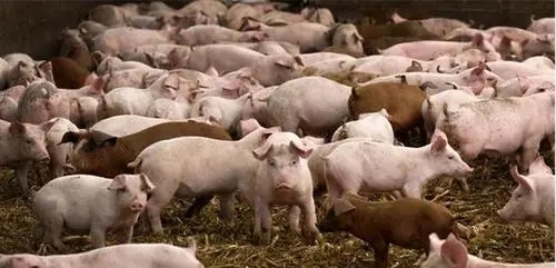 光吃不长肉？“僵猪”问题全解析，教你一招破局！
