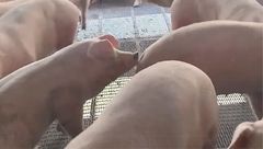 5月24日生猪价格：连续降价！需求疲软，多地价格直逼7元！