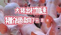 5月25日生猪价格：大猪出栏加速，猪价继续向7元靠拢！后市如何？